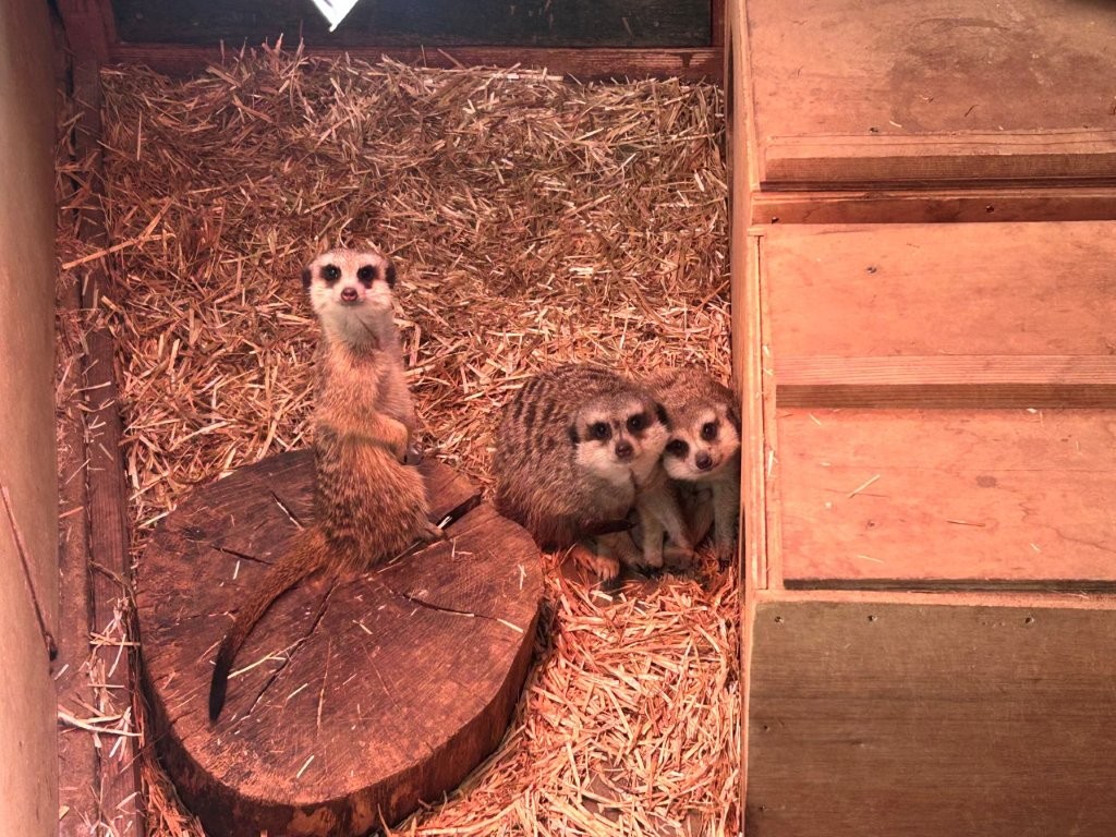 親子と兄弟