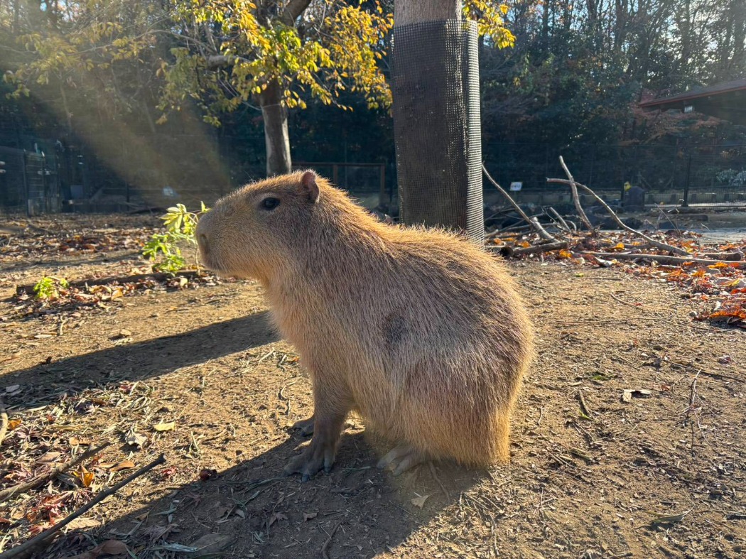 カピバラ