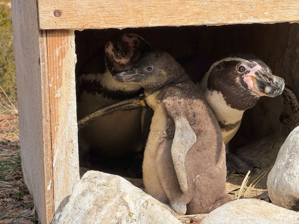 ♂ボン×♀グンテとヒナ