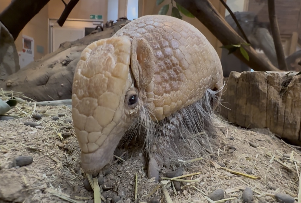 オオバタン