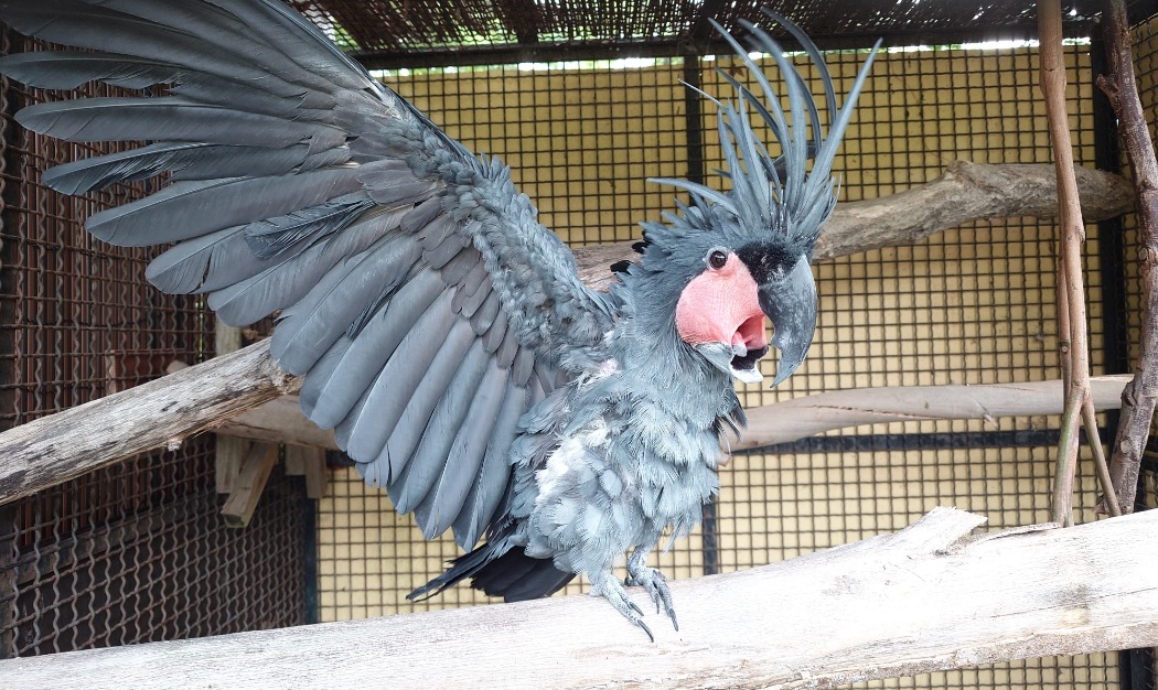 ヤシオウム