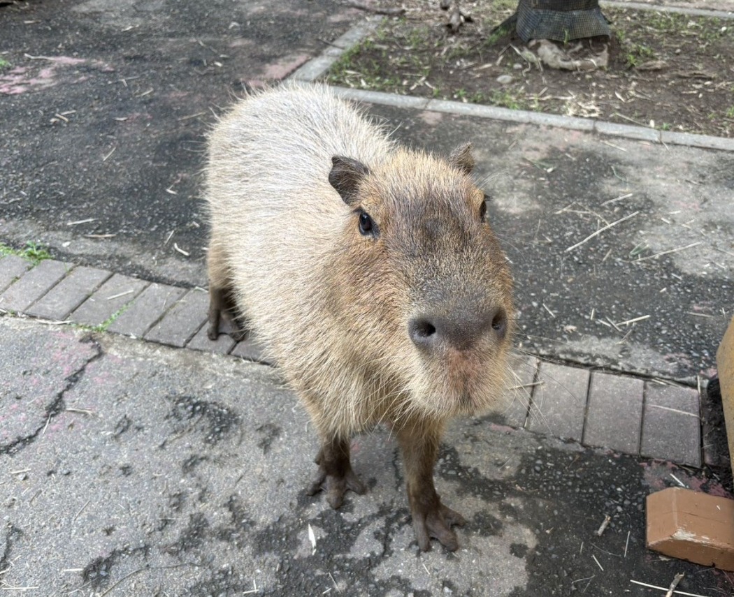 ヘチマ