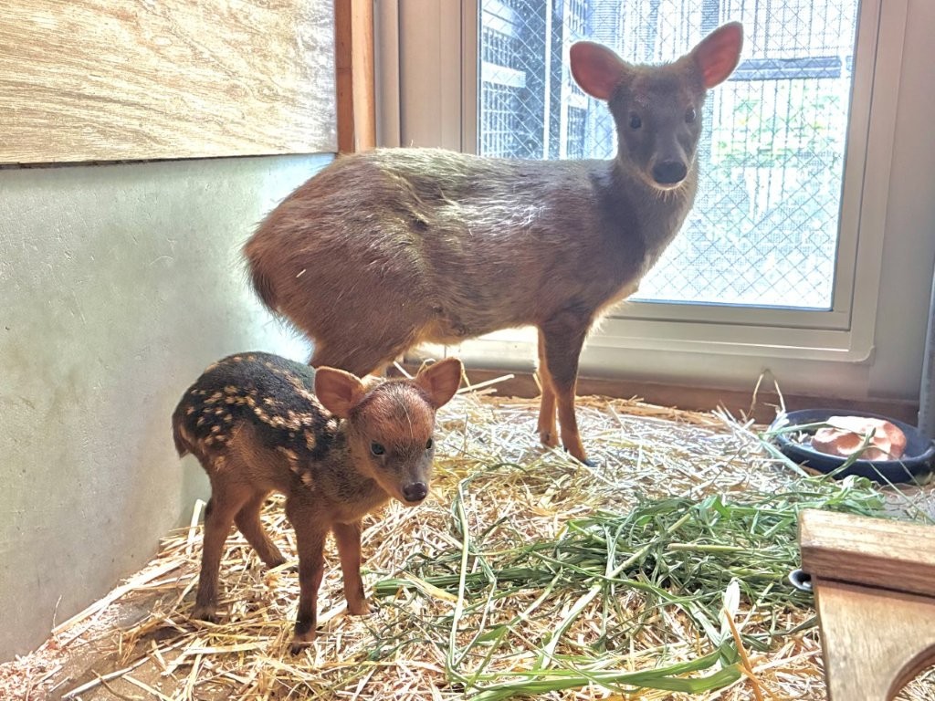 お母さん「マツバ」と赤ちゃん