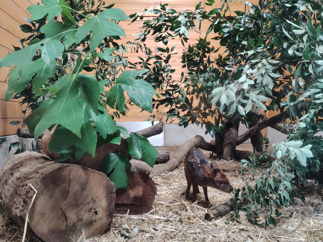 イチハ展示再開