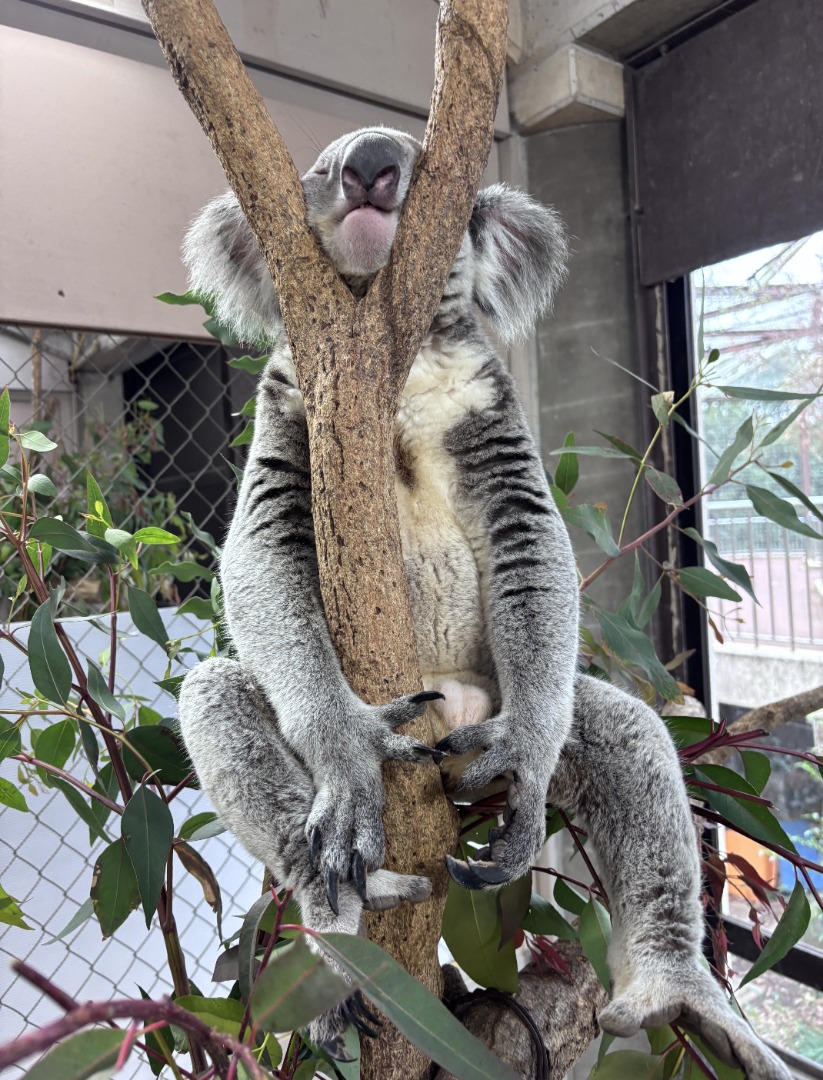 アサヒ