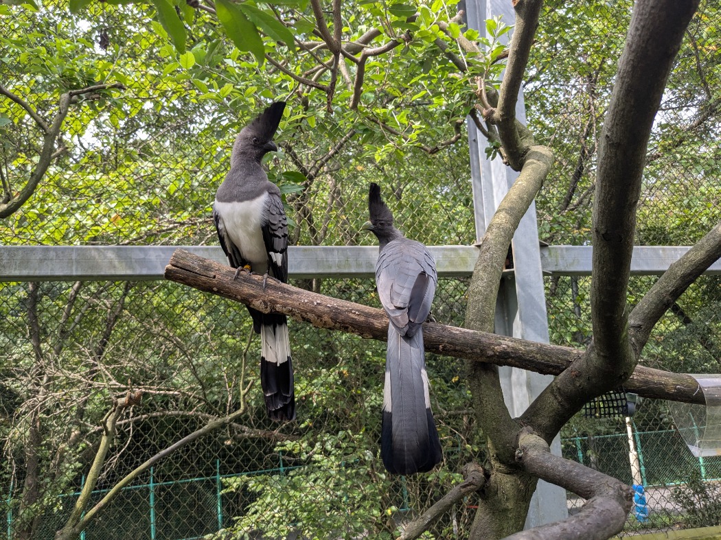 シロハラハイイロエボシドリ