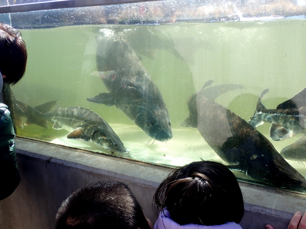 チョウザメ池 羽生水郷公園 さいたま水族館 公益財団法人埼玉県公園緑地協会