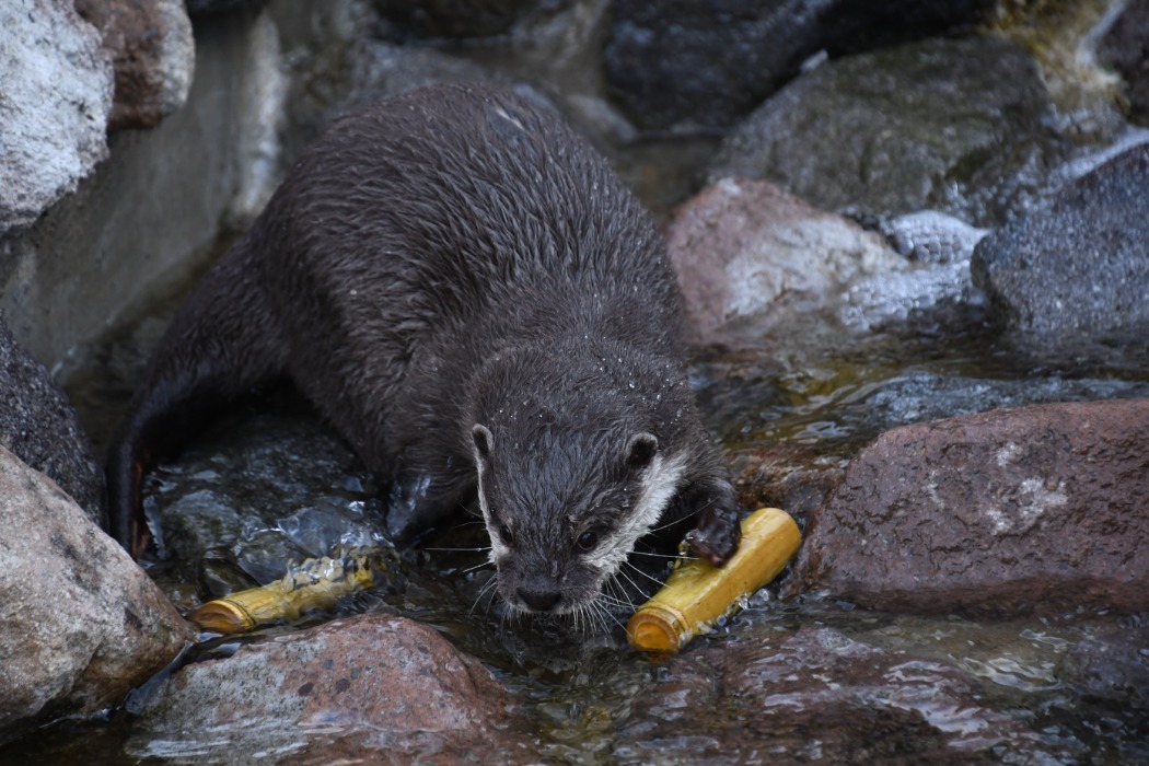 流れのある施設は格好の遊び場 水の流れで遊ぶコツメカワウソ