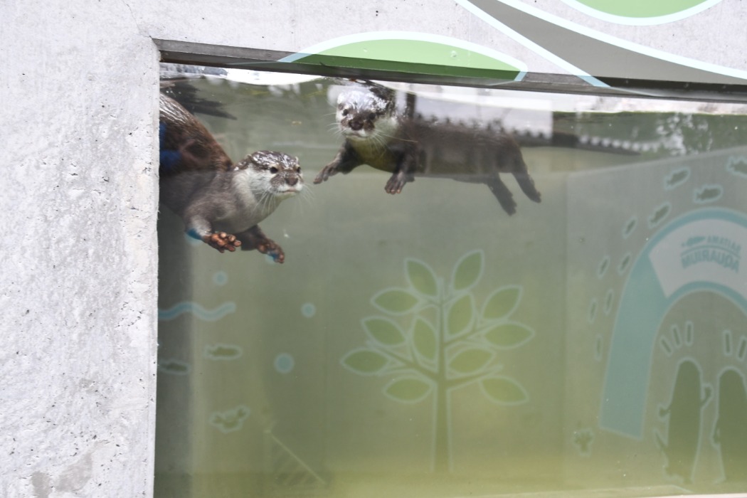 水中での行動も観察できます 水の中で泳ぐコツメカワウソ