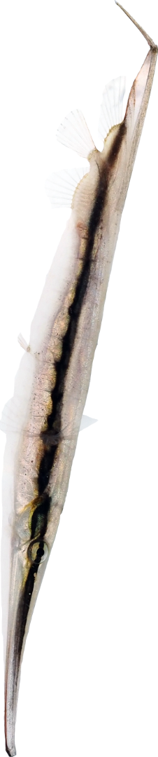 キャプション(編集は画像ボタンから) ヘコアユ