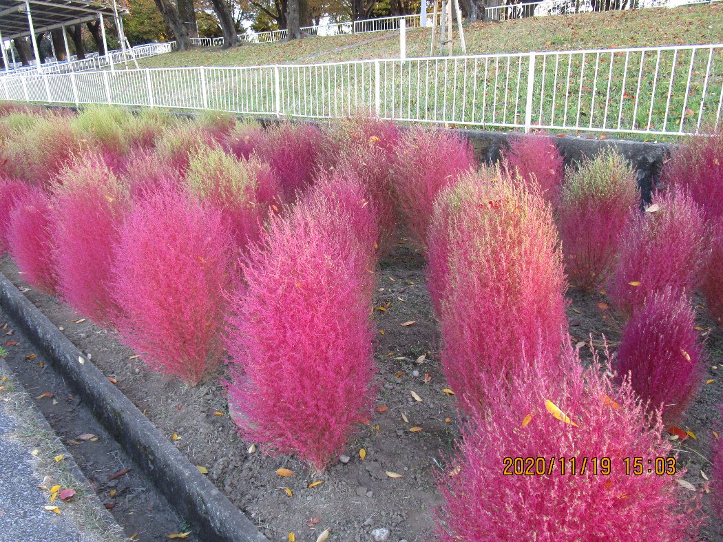 公園の花 戸田公園 公益財団法人埼玉県公園緑地協会