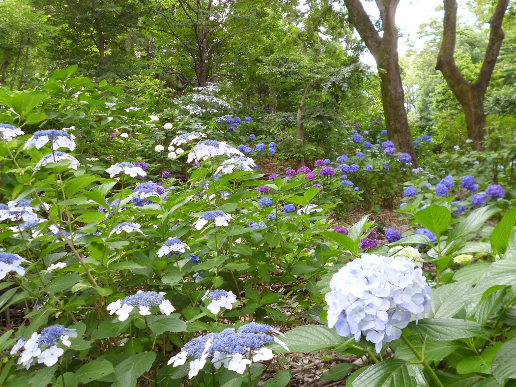 キャプション(編集は画像ボタンから) B