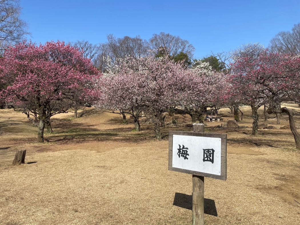キャプション(編集は画像ボタンから) 梅