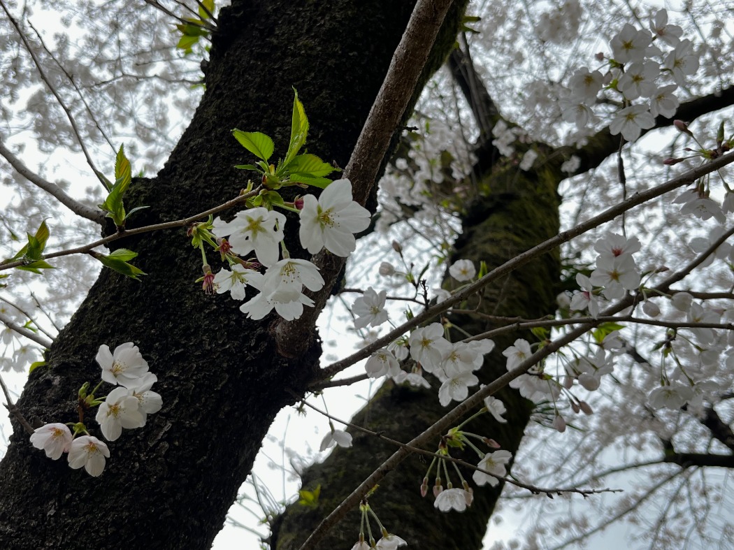 キャプション(編集は画像ボタンから) 桜の写真