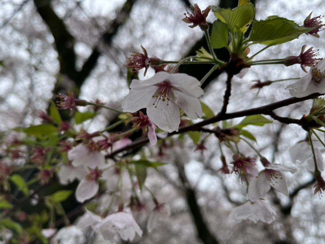 4月2日(木)に撮影したソメイヨシノの様子です! 開花しているソメイヨシノ 画面左に控え目に映っています