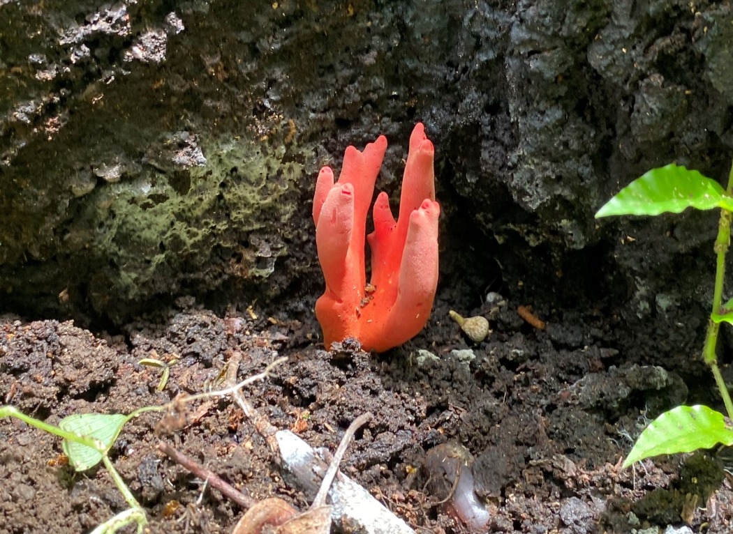 カエンタケ